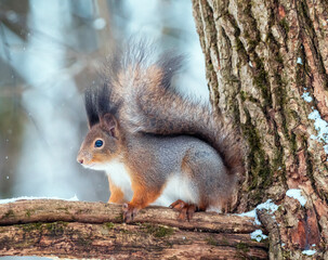 cute animal fluffy squirrel on a tree branch in a winter park stands with his red tail fluffed up