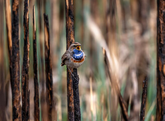 A male bluethroat bird sits on a burnt and charred reed and sings on a spring day