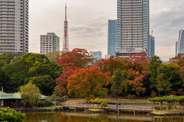 Fototapeta premium Hamarikyu gardens with skyscrapers and Tokyo tower at background in autumn, Japan