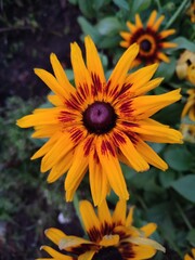 Obraz premium Flowers in autumn. Rudbeckia