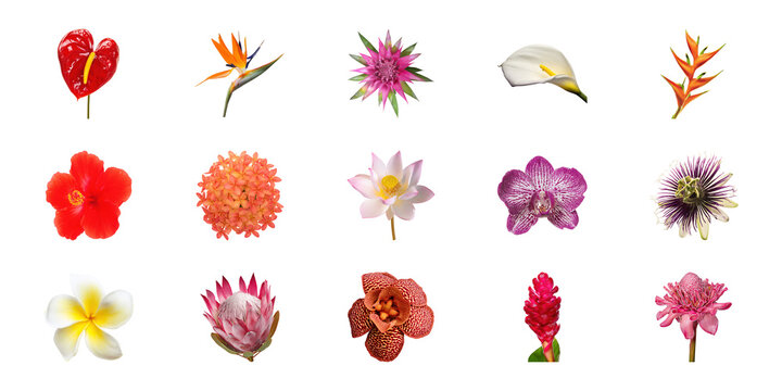Exotic Flower Variety Set. Tropical Blooms And Botanical Diversity Collection Isolated On Transparent Background