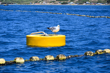 Sea gull resting on the yellow buoy. Golfo Aranci, Sardinia, Italy.