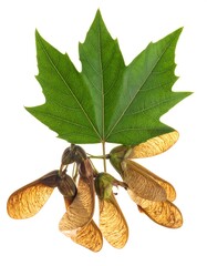 Maple leaf with seeds