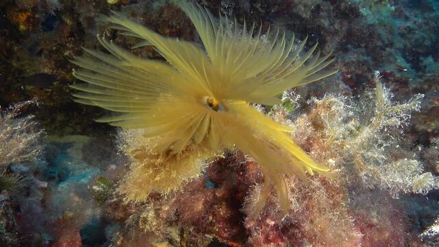 Mediterranean underwater life - Sea worm closes at the end