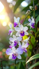Sunlight Orchid Bloom