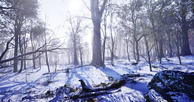 Snow blankets the ground, creating a hush in the woods. Tall trees, some barren and others clad in white, stretch towards a brightening sky, hinting at the arrival of dawns gentle light.