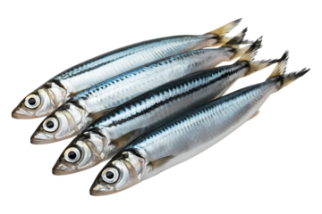 Anchovies or gray anchovy image isolated on transparent