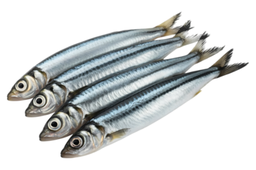 Anchovies or gray anchovy image isolated on transparent background