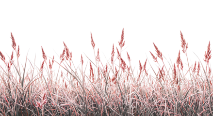 Dry steppe grass isolated on transparent background