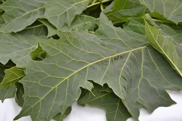 Large green oak leaves showing detailed leaf vein patterns on white surface
