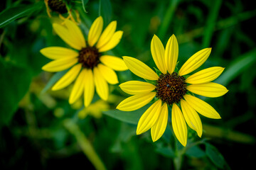 El brillo de un girasol puede llegar a ser como el sol.