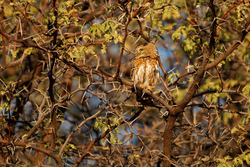 Pearl-spotted owlet - Glaucidium perlatum small bird of prey in sub-Saharan Africa, genus Glaucidium or pygmy owl, one of the smallest owls in Africa in the evening and night