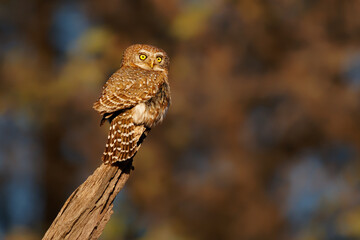 Pearl-spotted owlet - Glaucidium perlatum small bird of prey in sub-Saharan Africa, genus Glaucidium or pygmy owl, one of the smallest owls in Africa in the evening and night