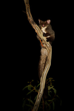 Southern or Central greater glider Petauroides volans large gliding marsupial native to the forests of southeastern Australia, furry nocturnal animal on the tree during the night