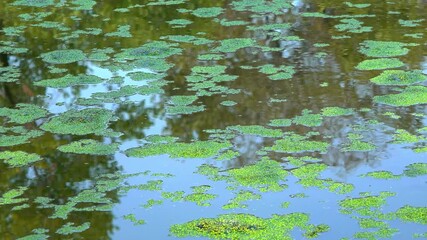 Glare and reflections of trees on the water and on duckweed and wolffia plants floating on the surface of a dirty eutrophic lake