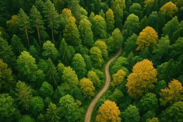 Naklejka premium A winding dirt path meanders through a vibrant forest of green and yellow trees