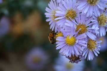 bee on a flower