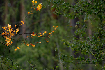 Autumn Leaves in a Green Forest