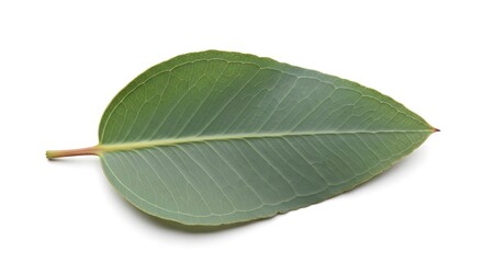 Vibrant green eucalyptus leaf showcases intricate vein patterns on a clean white background