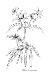 Fototapeta premium Bidens tripartitus, a common and widespread species of flowering plant in the sunflower family, Asteraceae, old vintage illustration, 1892