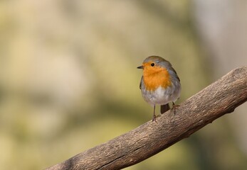 robin on a branch