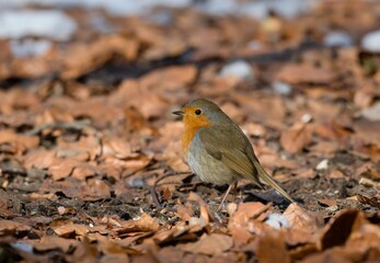 robin on the ground