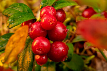 Ripe Red Cranberries with Green Leaves