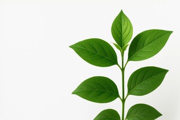 Fototapeta premium A Study in Leaf Structure and Growth