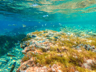 Ocean blue underwater with sunrays, Underwater Sea Deep Water Abstract Sunshine, sea wave , clean waters in summer time, Natural underwater seascape, sand on ocean floor and water surface with sunligh