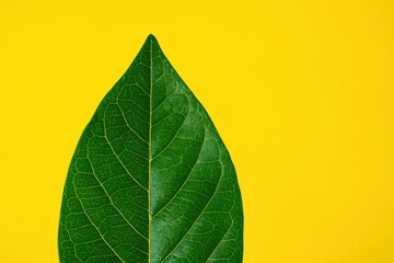 Fototapeta premium A solitary green leaf against a vibrant yellow backdrop