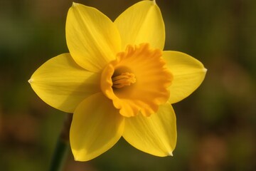 Obraz premium A solitary daffodil stands out in a softly blurred backdrop, its vibrant yellow petals radiating warmth and life