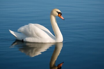 Obraz premium A Swan's Mirror Reflection on a Serene Lake