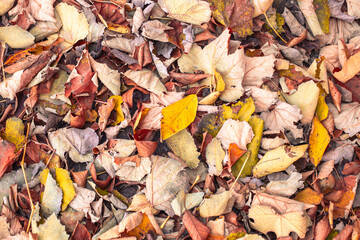 The ground is covered with a thick layer of colorful autumn leaves, ranging from yellow to red. Autumn leaf fall.