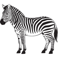 Obraz premium Vector art of zebra
