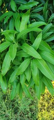 Fresh Green Mango Tree Leaves Natural Herbal Plant Photography Outdoor
