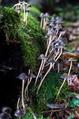 mushrooms in the forest