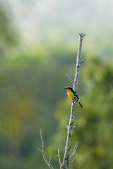 great tit on a branch