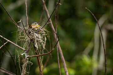 Bird on a nest