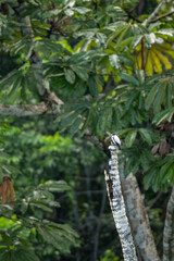 Bird in Amazon Rain Forest