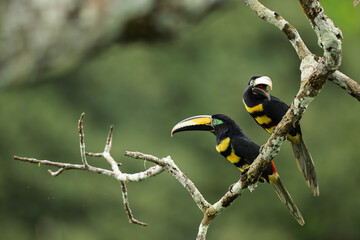 toucan in rainforest