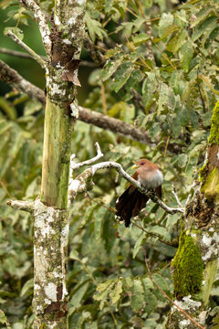 bird on a tree