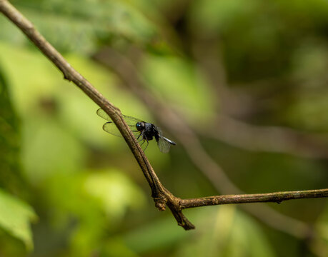 dragonfly on a leaf