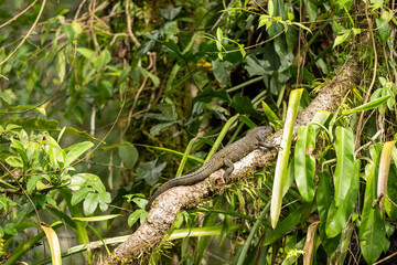Caiman lizard in Amazon Rain Forest