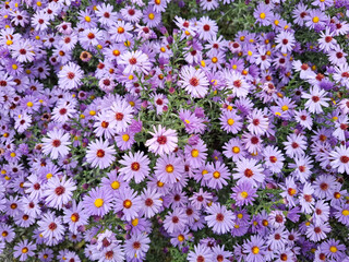 Michaelmas Daisy flowers in Romania