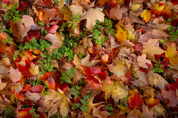 Autumn leaves with green plants on forest floor