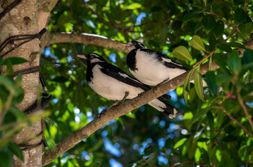 A pair of Australian Magpie-Larks (Grallina cyanoleuca)