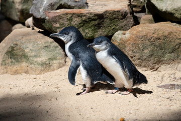A pair of Little Blue Penguins (Eudyptula minor)