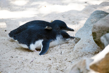 A pair of Little Blue Penguins (Eudyptula minor)