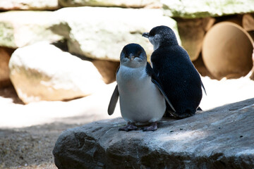 A pair of Little Blue Penguins (Eudyptula minor)