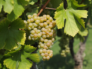 Close-up of a bunch of ripe grapes hanging on a vine with green leaves.